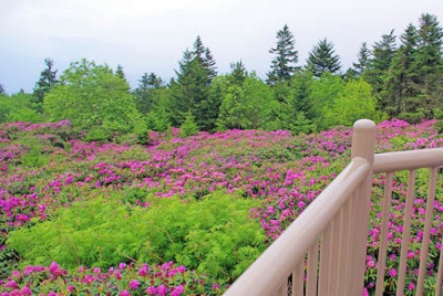 Rhododendron Gardens, Roan Mountain TN